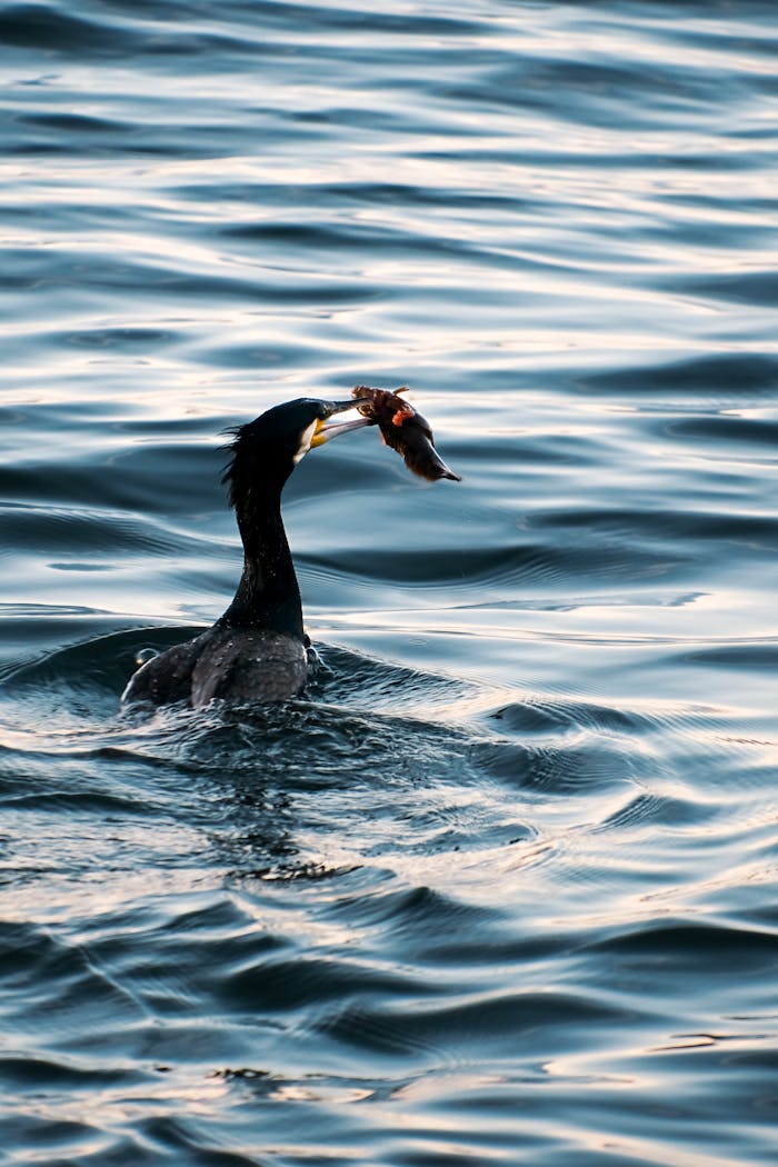 A cormorant with a fish in its beak gracefully floats on rippling water.