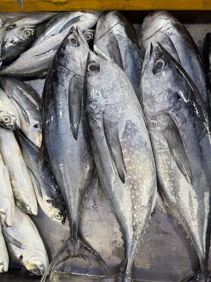 Close-up of various fish on ice at a market stall, showcasing freshness and variety.