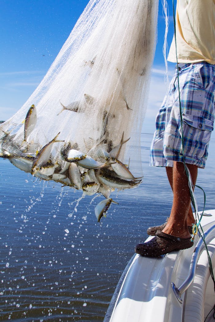 A fisherman pulls a bountiful catch of fish from the water with a net, showcasing dynamic movement and skill.